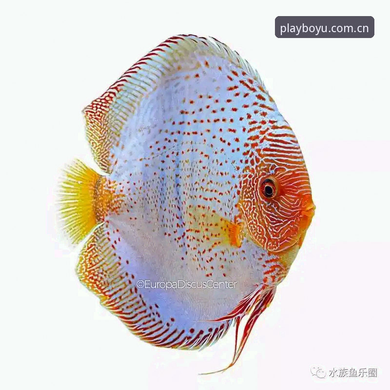 博鱼平台官网PC版下载完整指南：技术评测与安装详解
